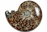 Polished Ammonite (Cleoniceras) Fossil - Madagascar #358414-1